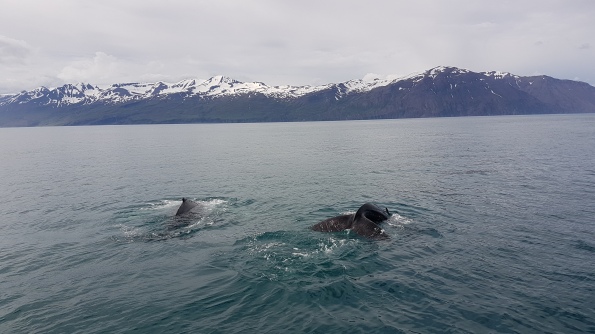 Día 7. Las ballenas y el norte - 10 días en Islandia en el verano de 2017 (1)